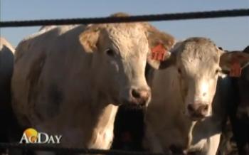 Texas cattle