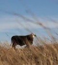 cattle