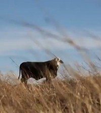 cattle