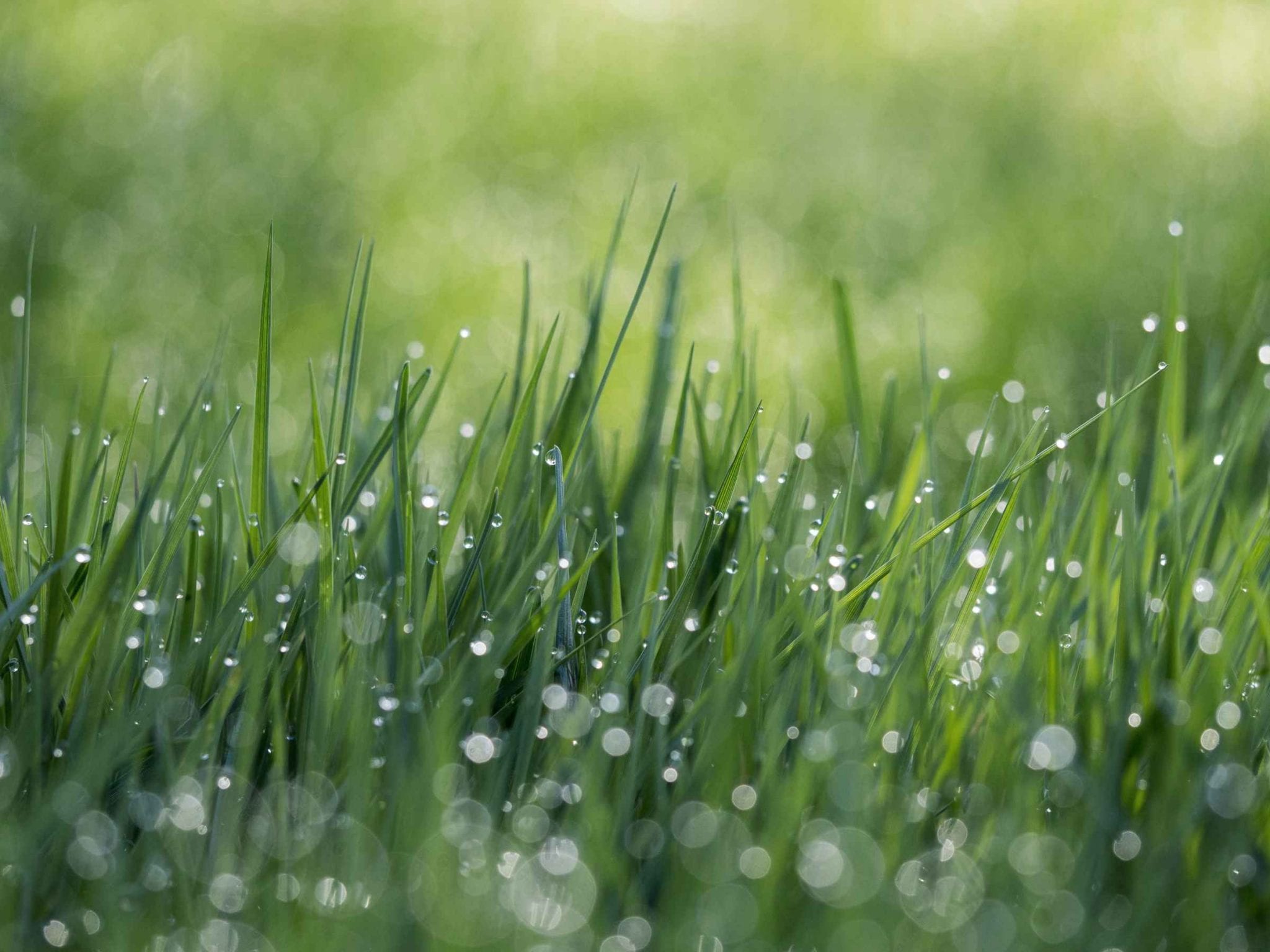 decorative grass