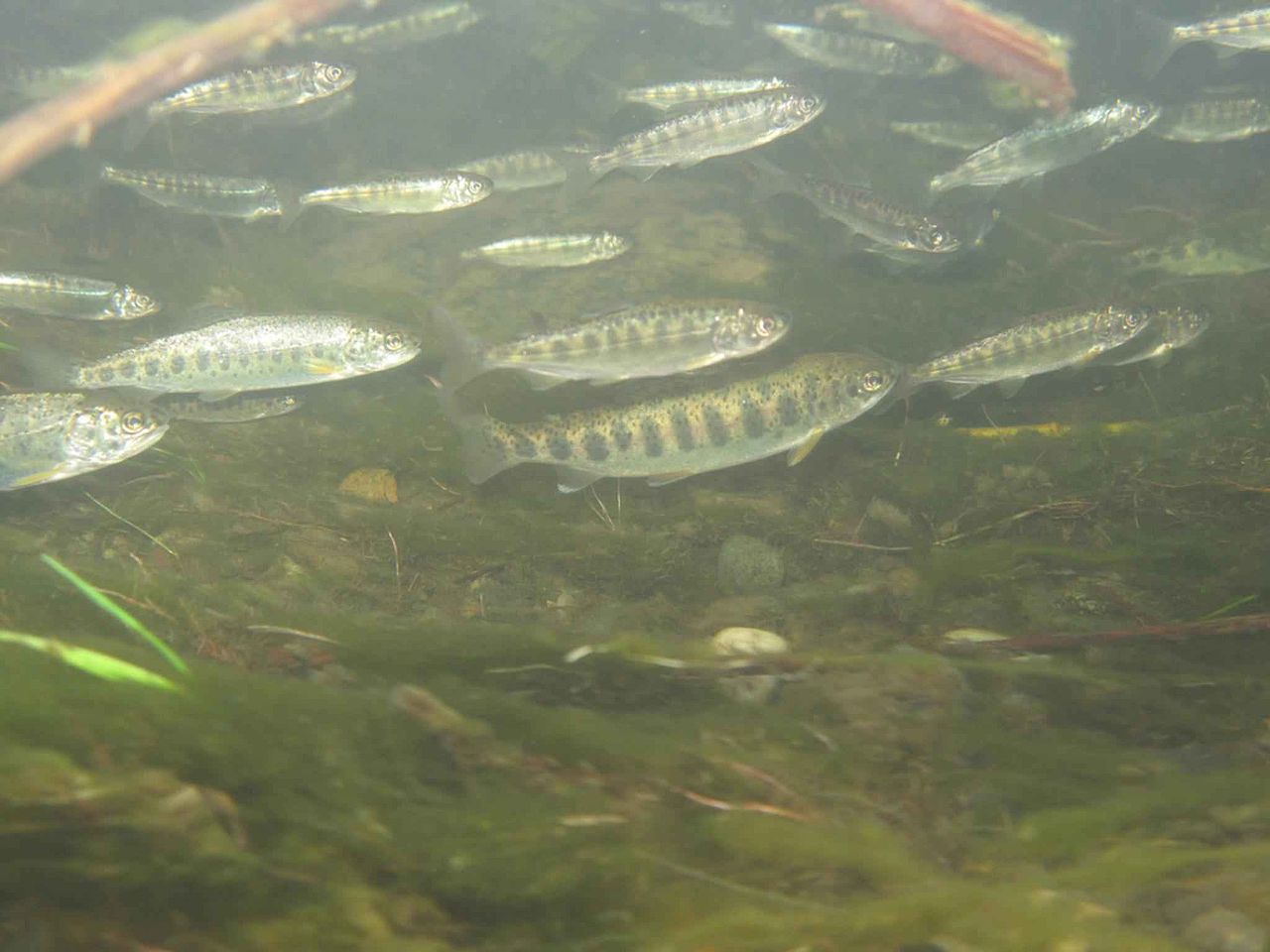 Chinook salmon