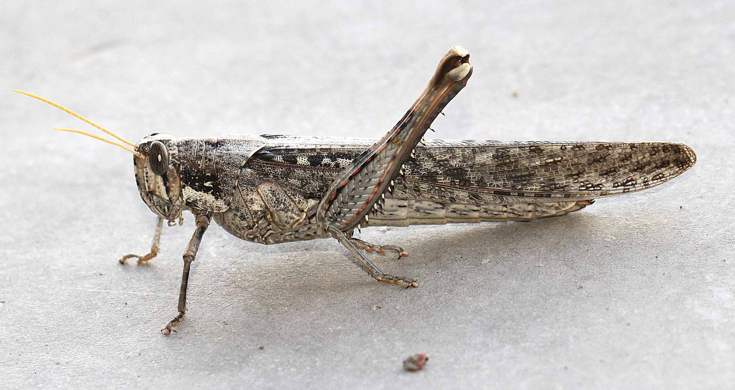 grasshopper