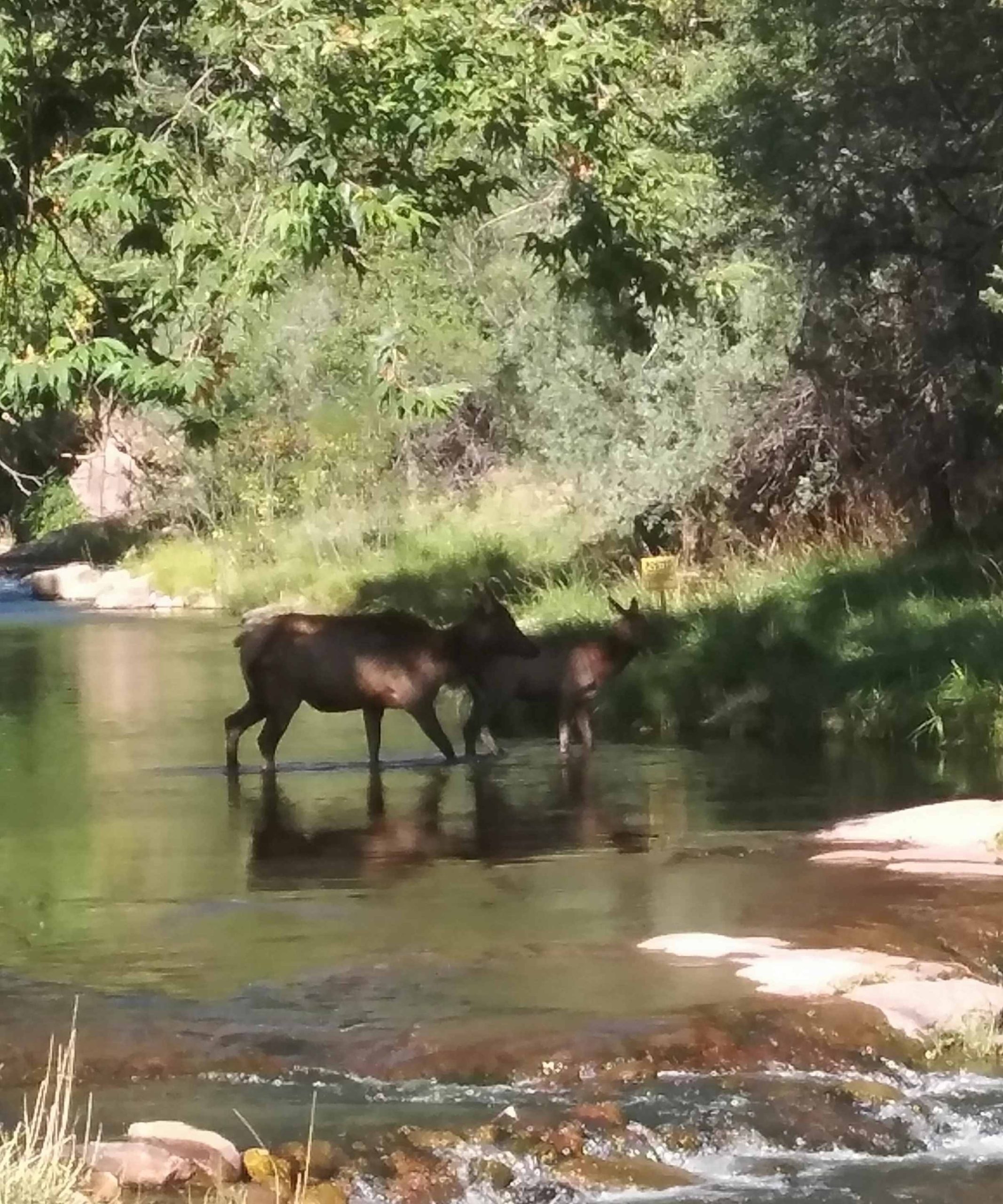 Elk at the East Verde River