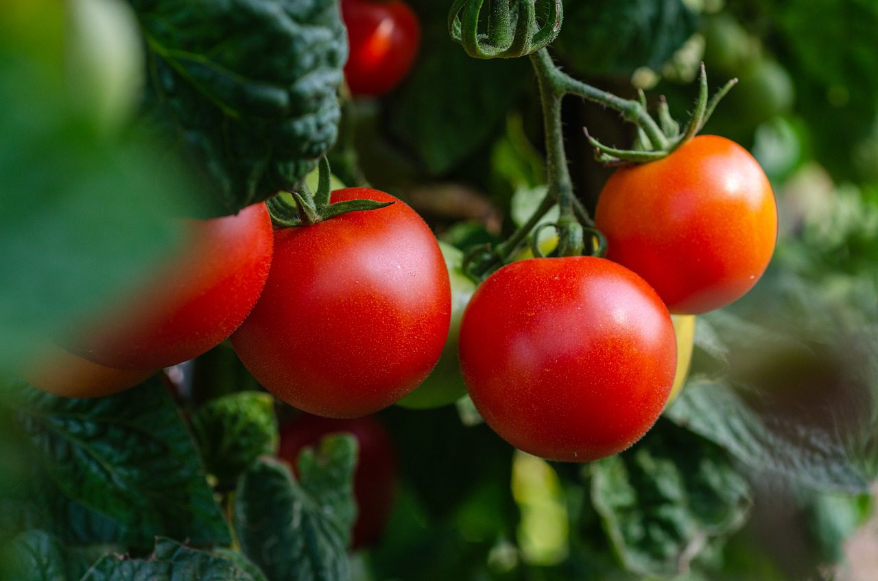 Fresh tomatoes on the vine
