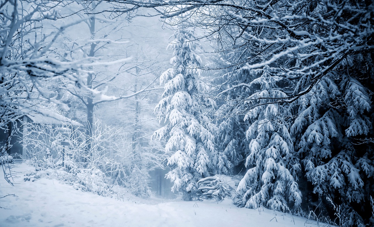 snowy forest