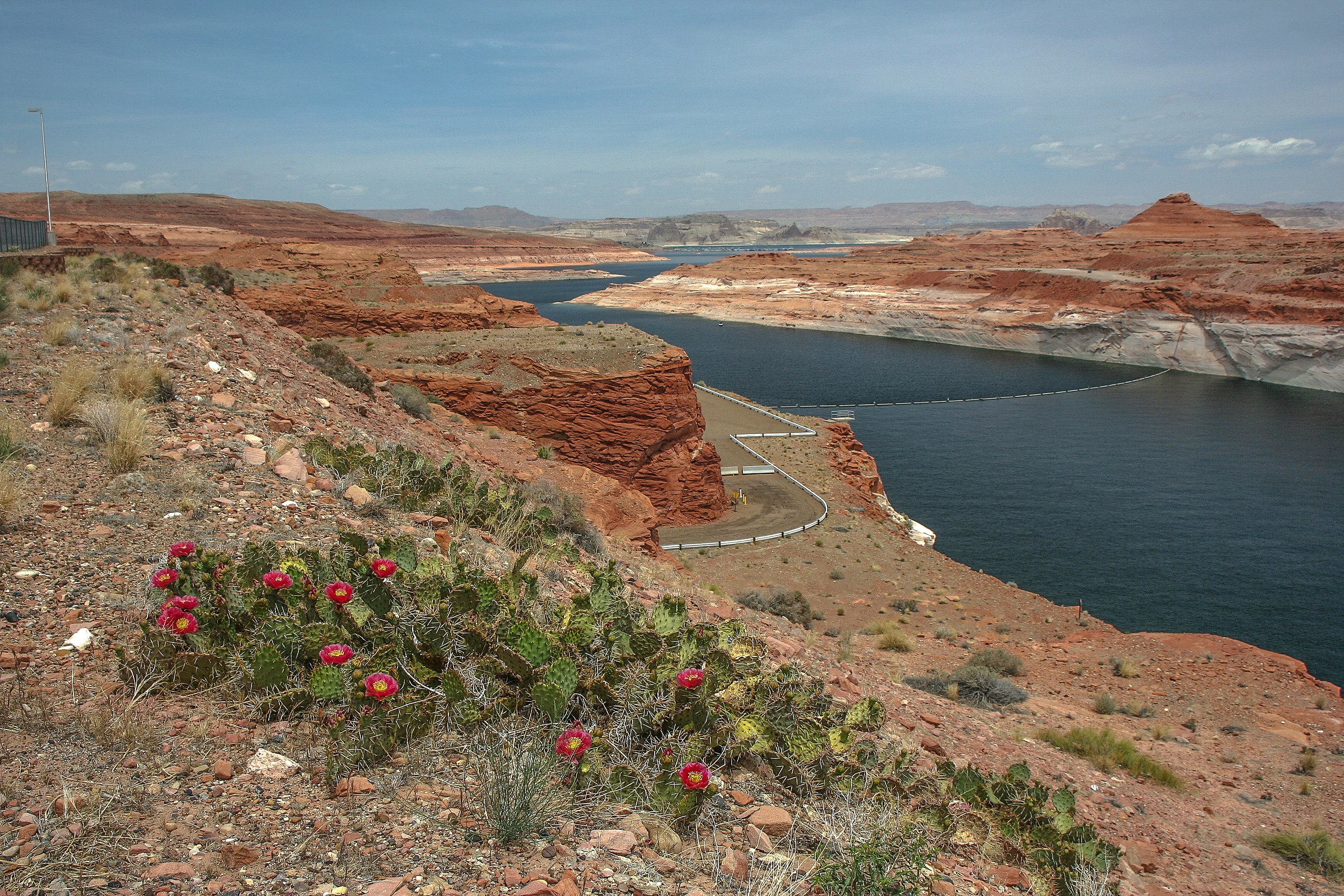Wildflowers near Glen Canyon