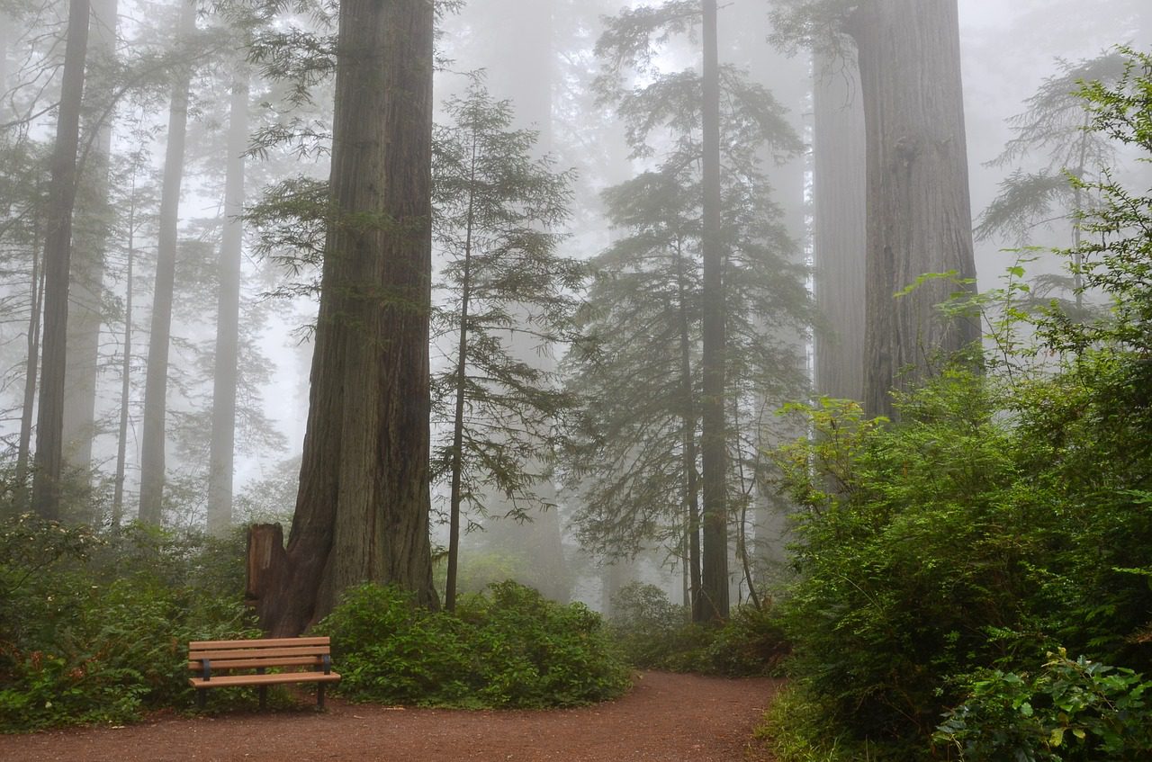 Sequia Forest in California