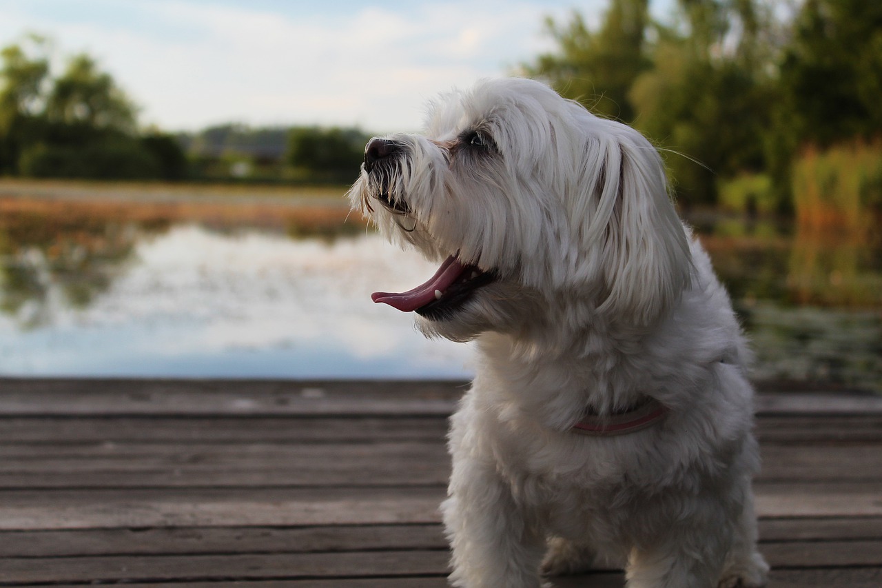Dog by a pond