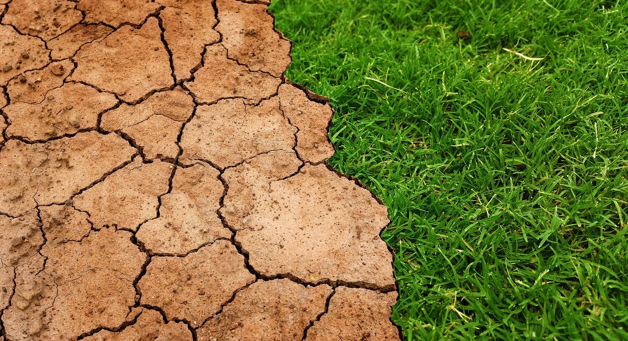 comparison of growth and drought