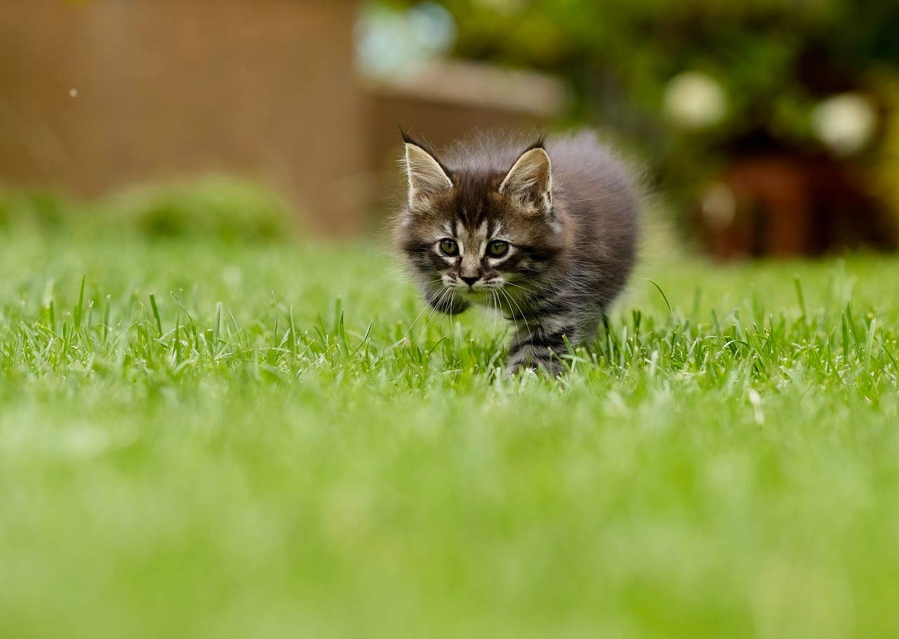 A kitten running on lawn