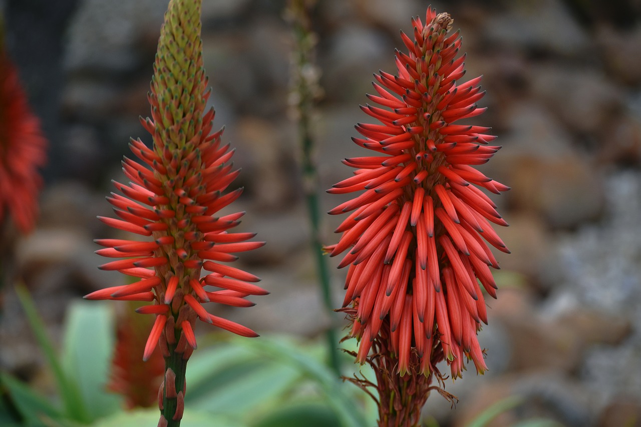 Drought resistant plants