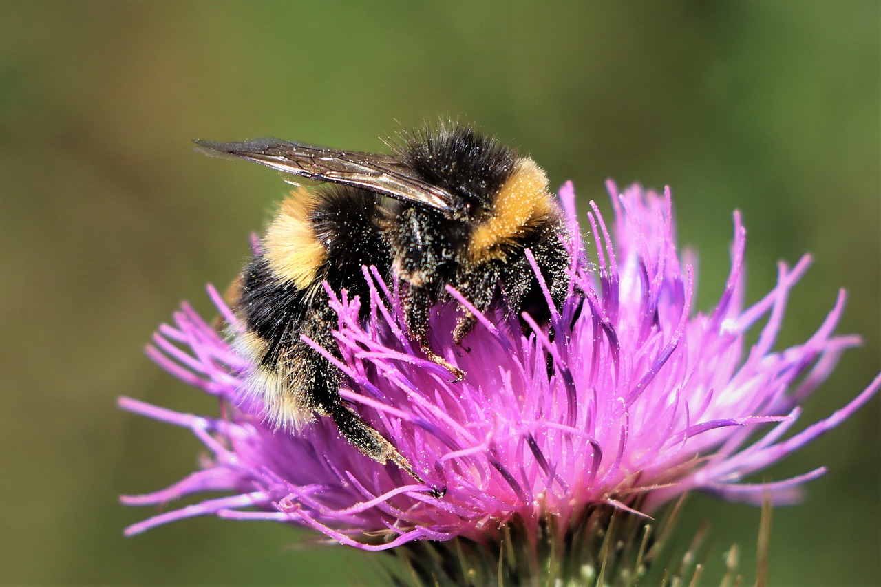 flower and bumble bee