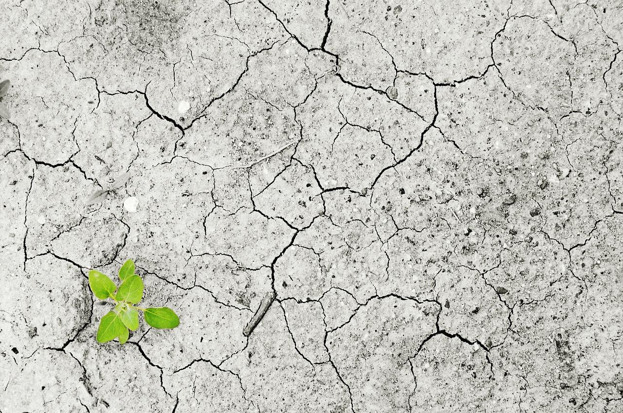 A plant struggling in drought