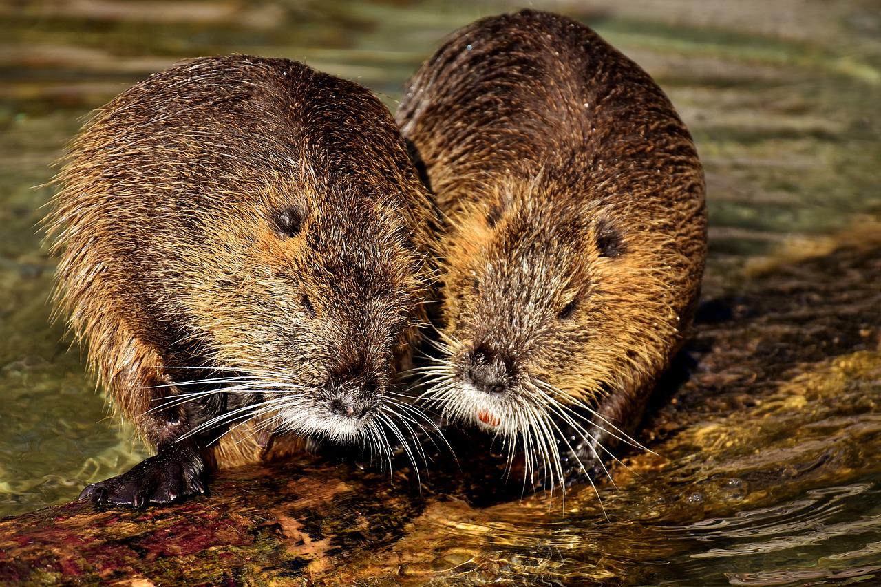 beavers