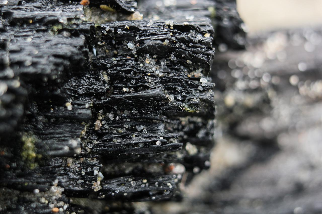 A burned tree