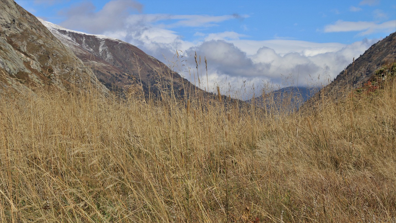 dry pasture
