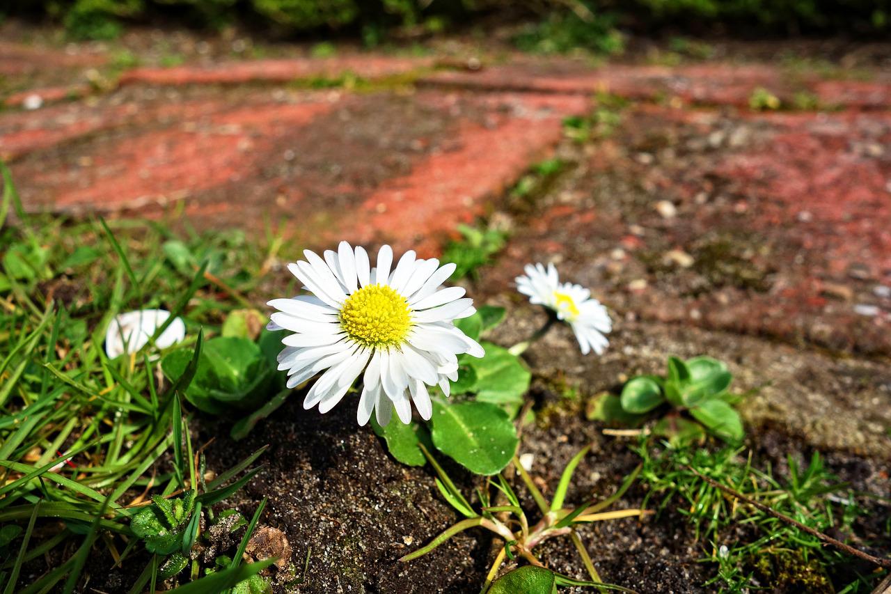 Flowers in dry area