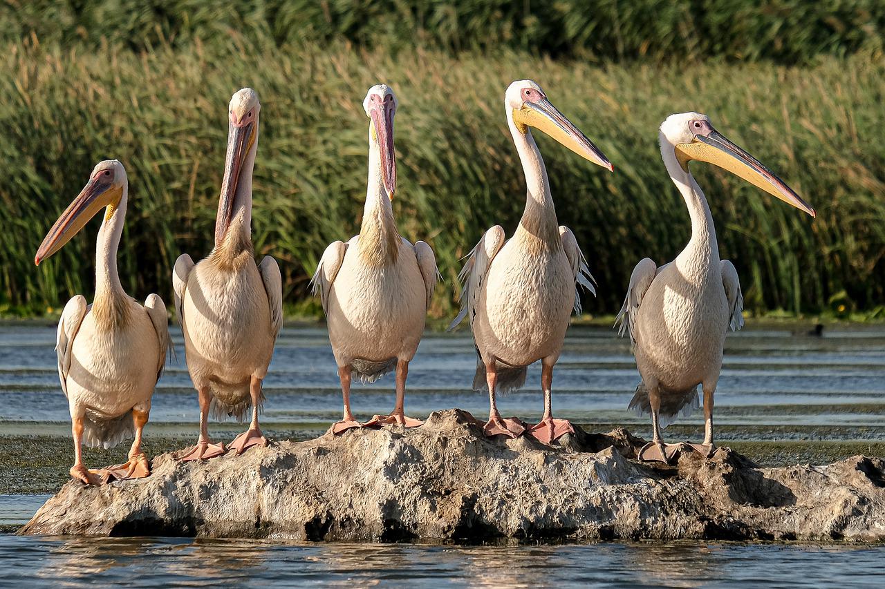 pelicans