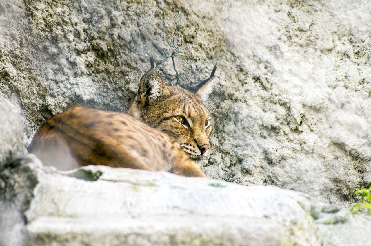 A bobcat resting on a rock