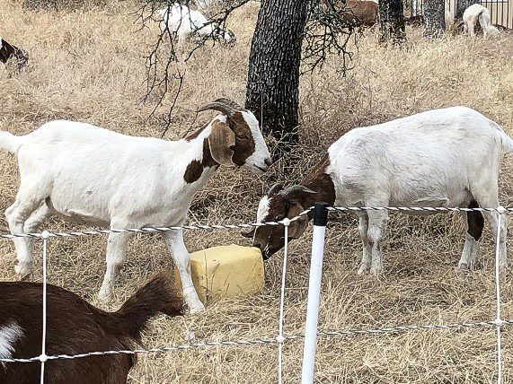 Grazing goats in Auburn California