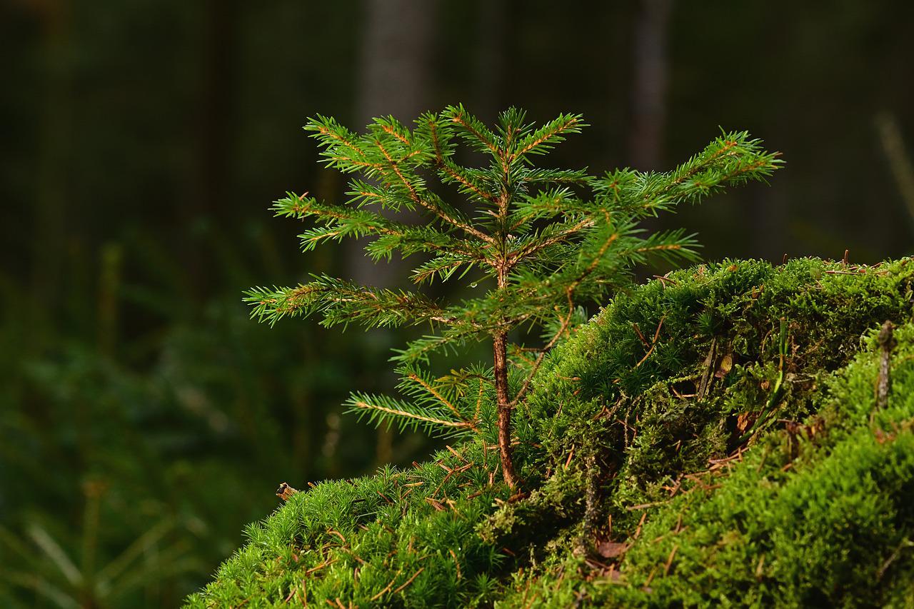 tree seedling