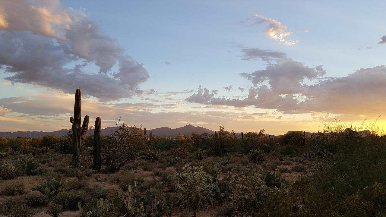 Tucson desert scene