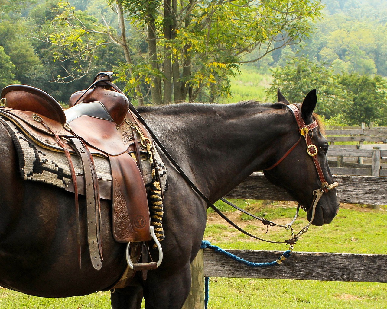 Ranch horse near a stream