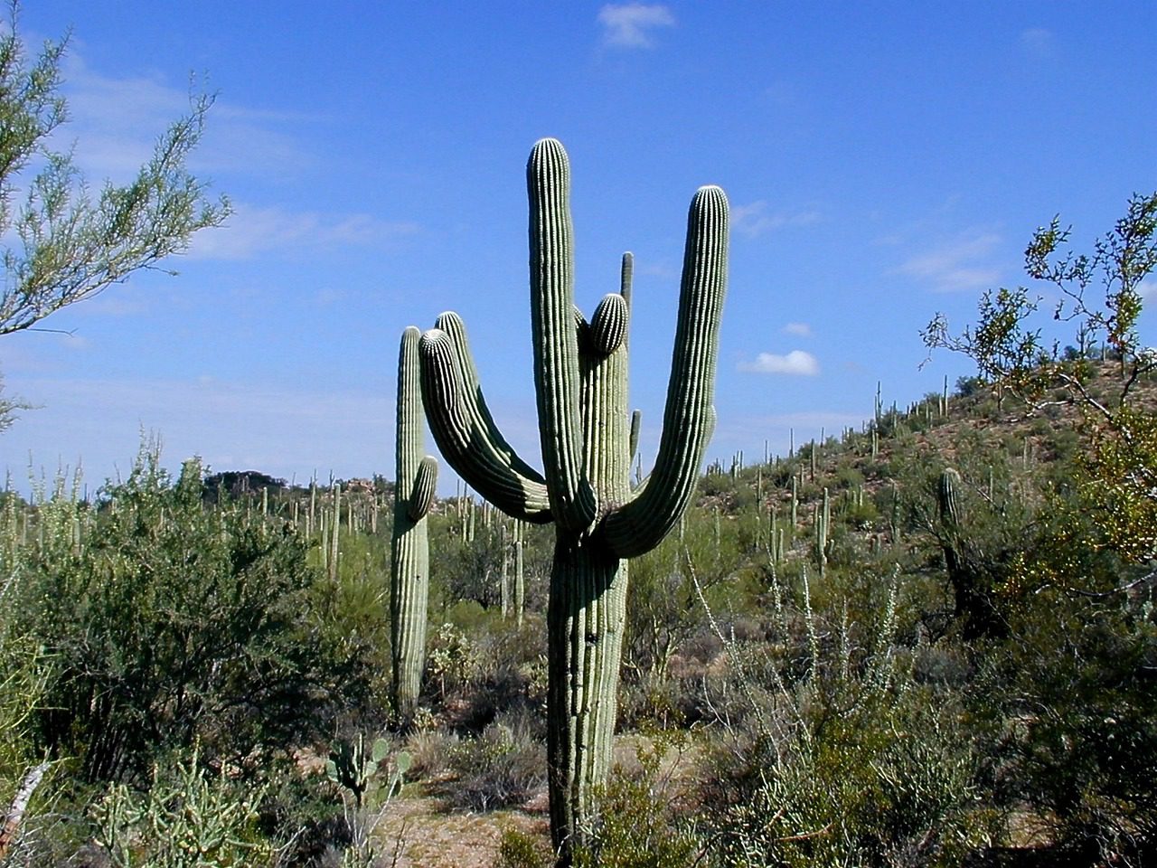 AZ foothills