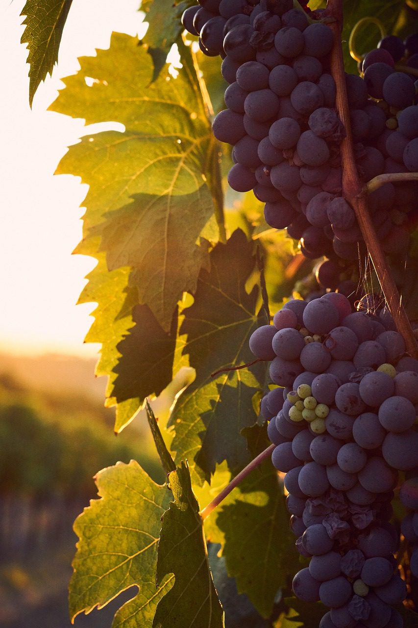 wine grapes