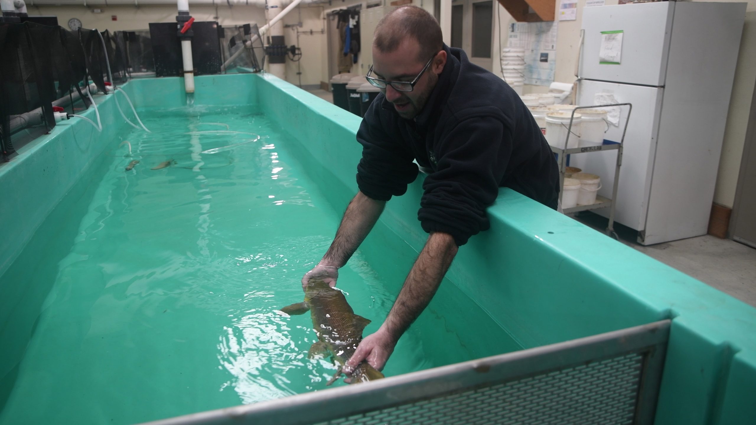 Lake Mead fish recovery