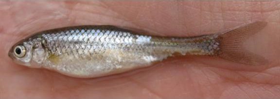Silvery Minnow