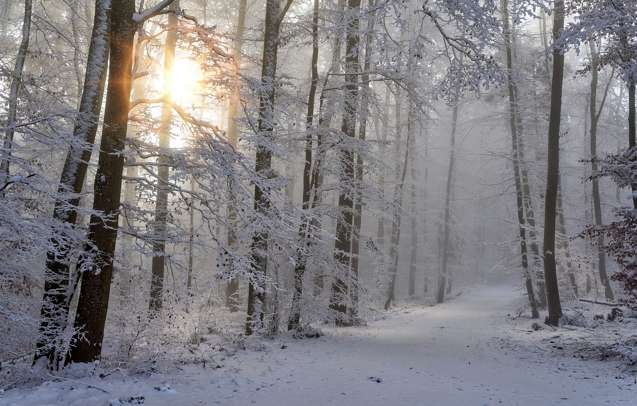A snowy forest scene