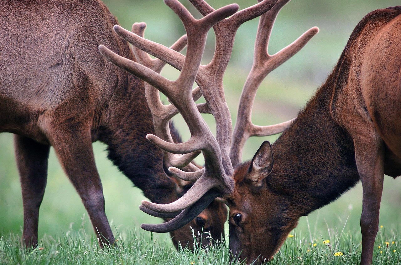 Locking horns