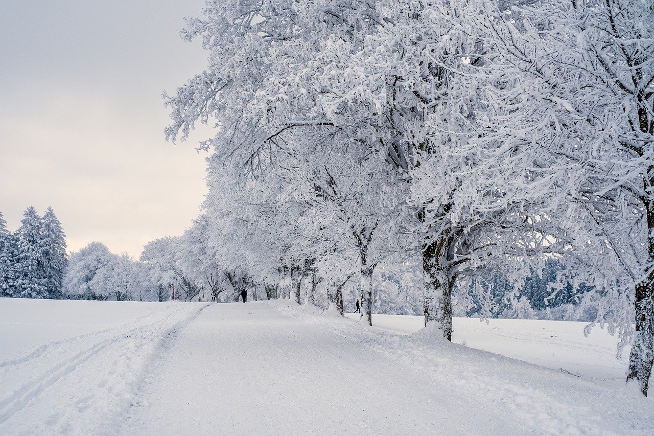 A winter snow scene