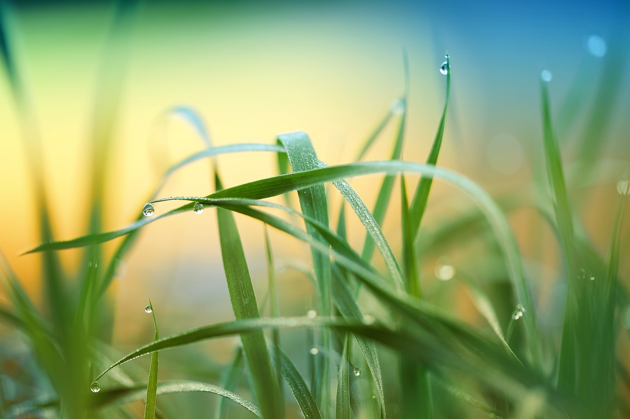 blades of green grass