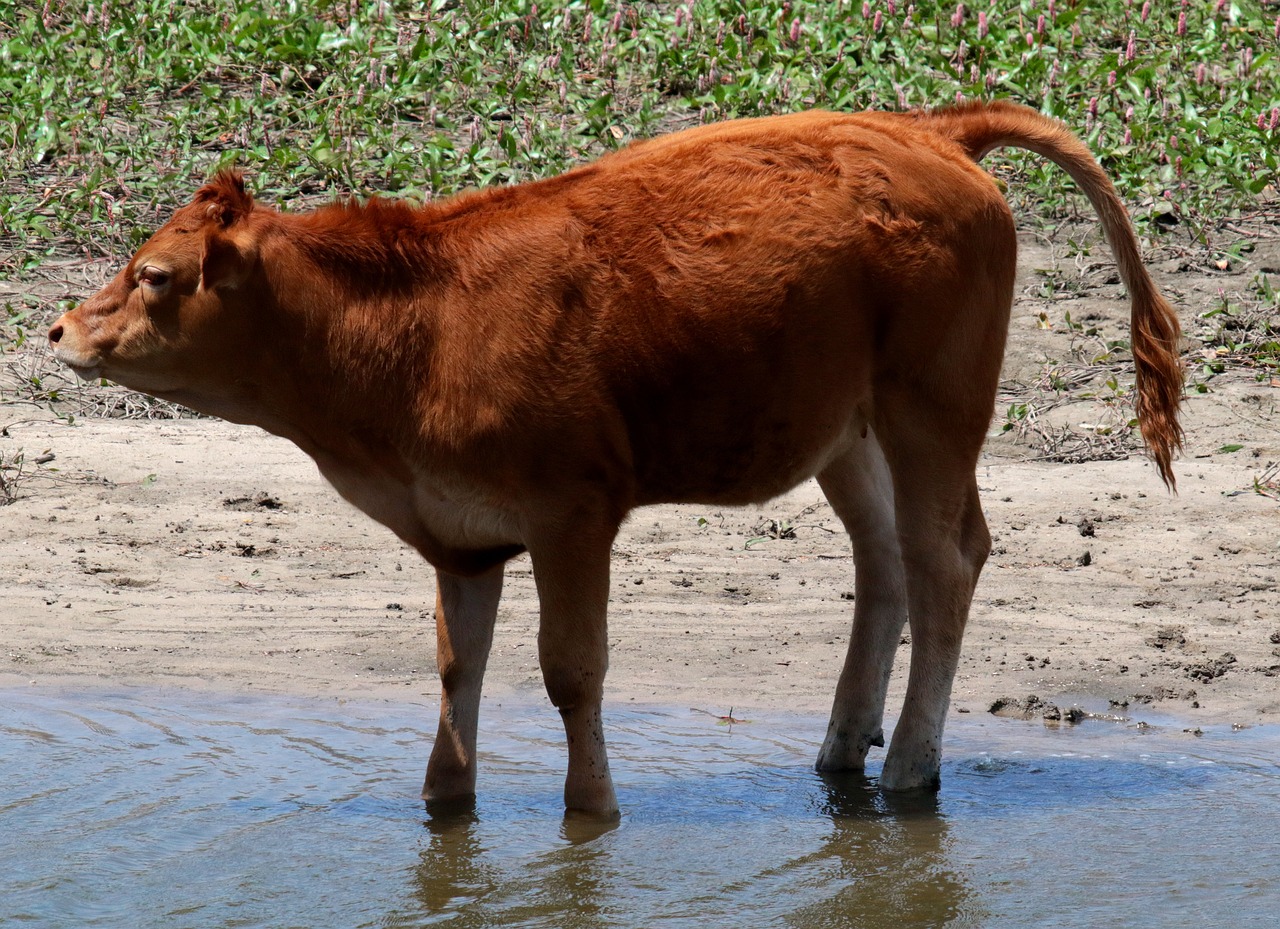 A cow at a river