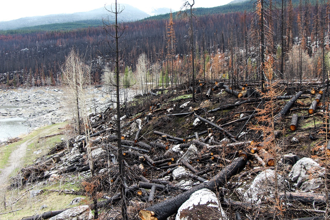 A scorched forest