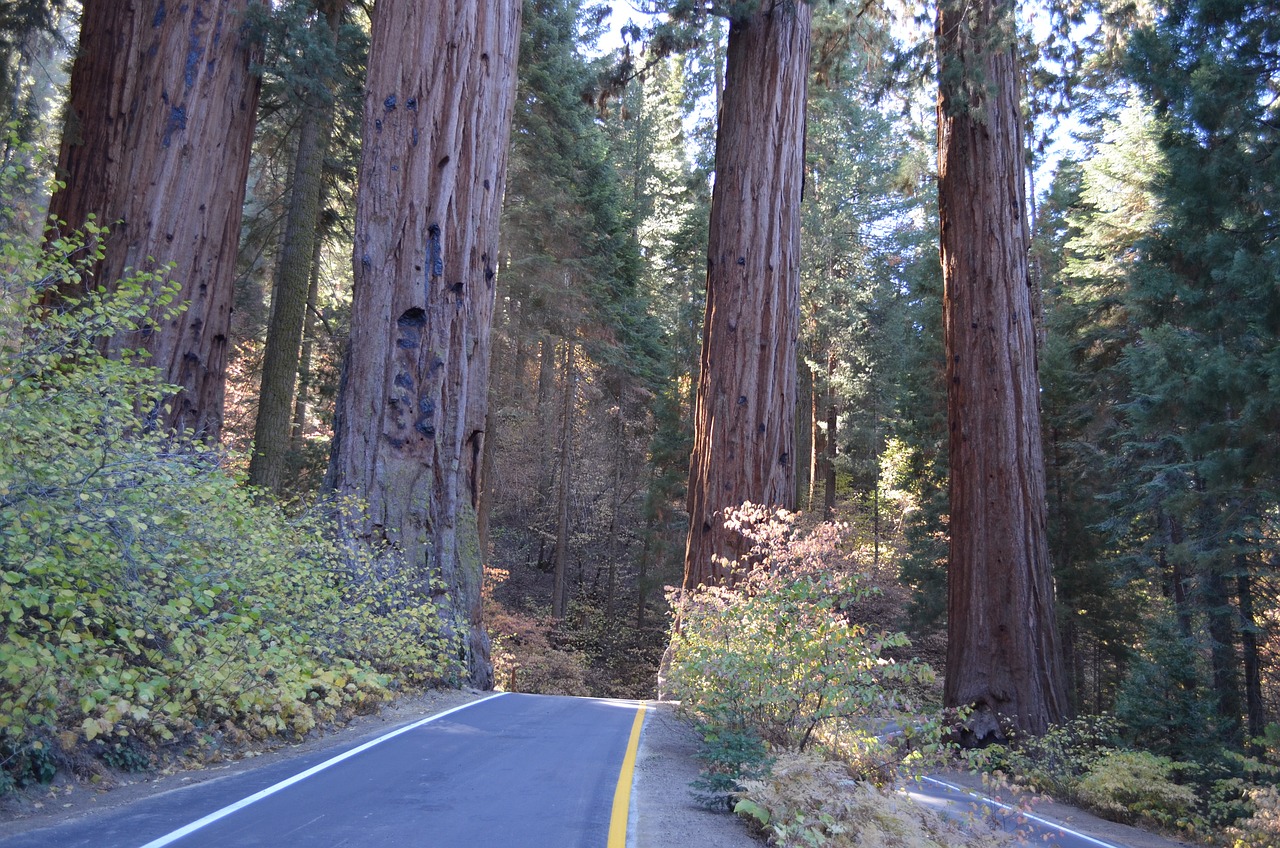 California redwood forest