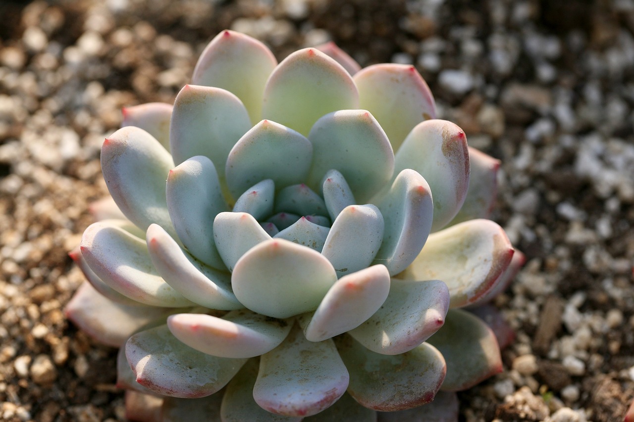A cactus growing in rock