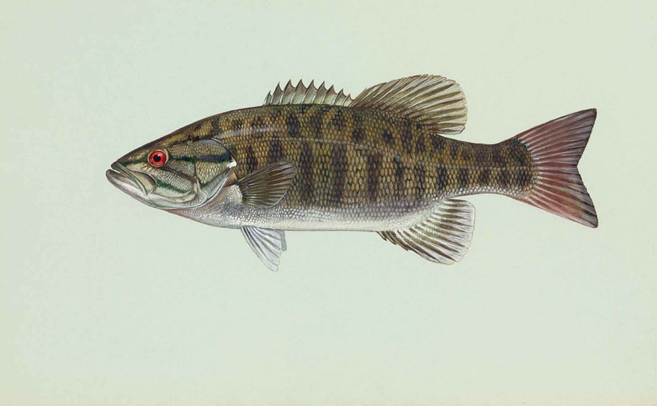 smallmouth bass
