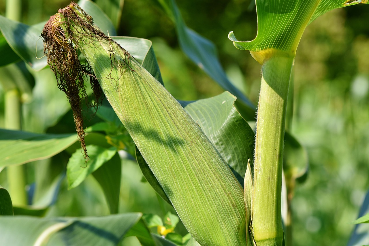 A picture of corn