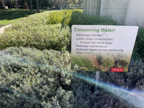 An example of xeriscaping