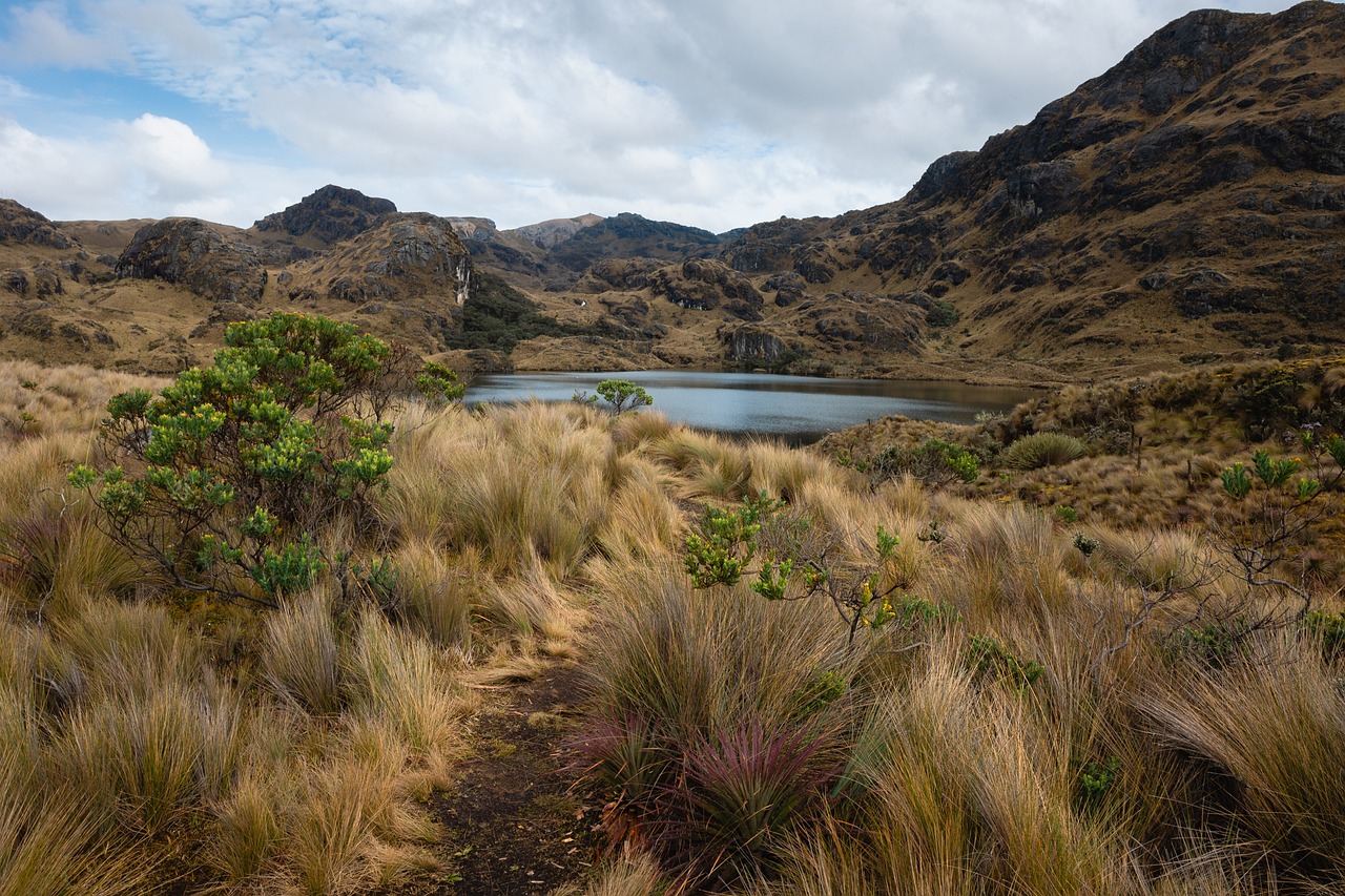 An image of a high country wetland