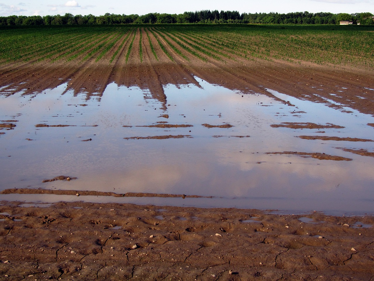 Image of a flooded field