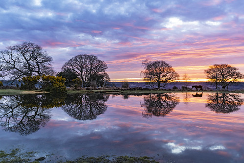 A picture of wetlands reflecting a sunset