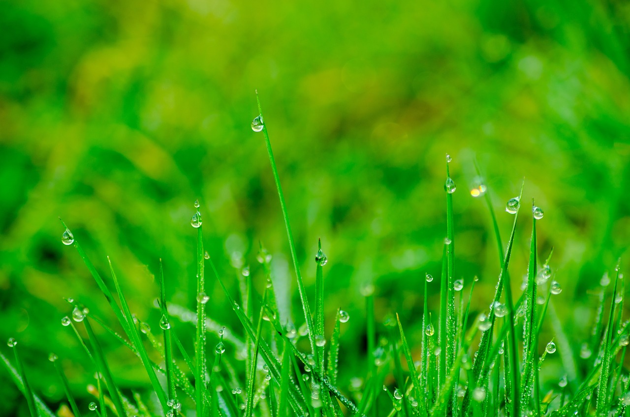 A lawn with water drops