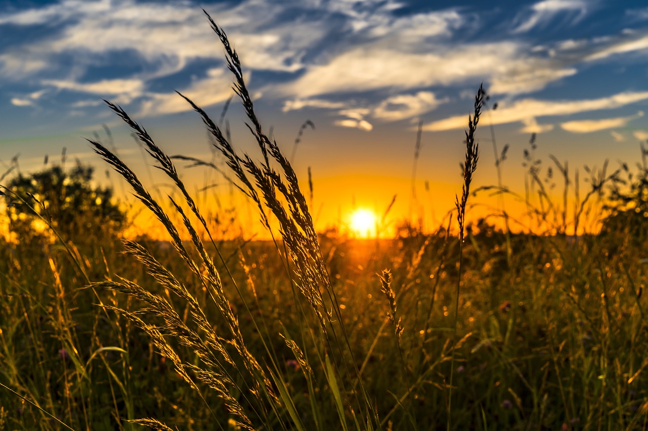 Image depicting agriculture concept of wheat and rising sun