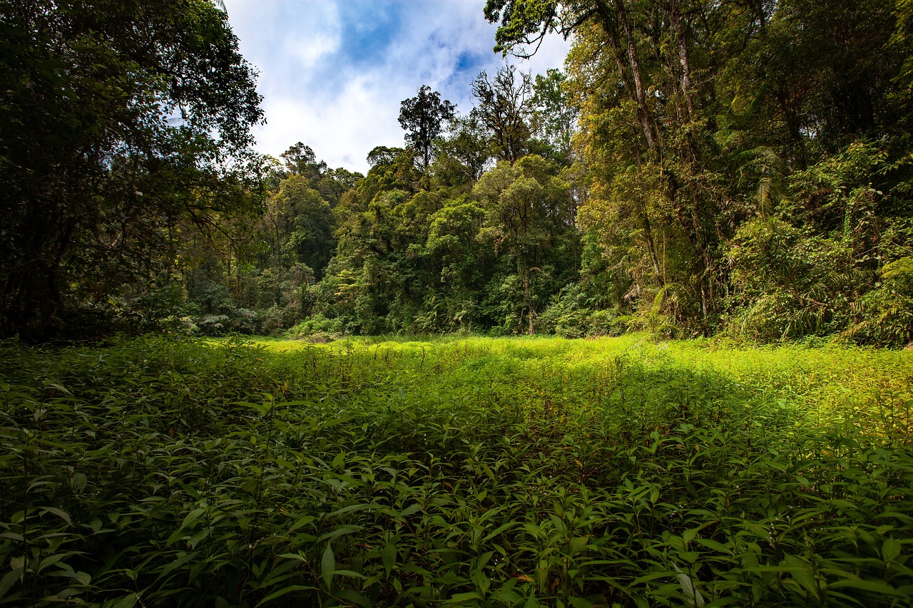An image of wetlands