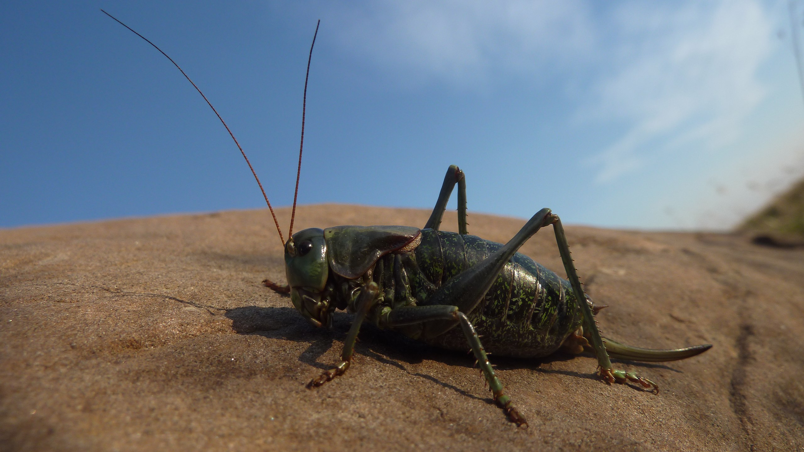 Mormon cricket