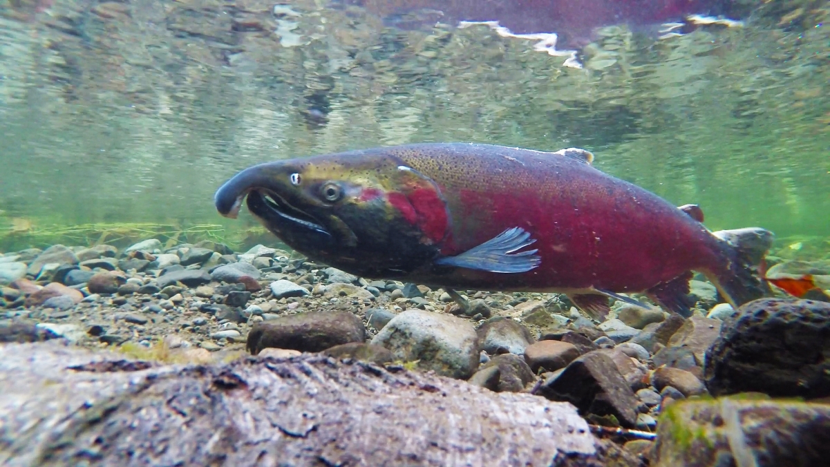 Coho Salmon